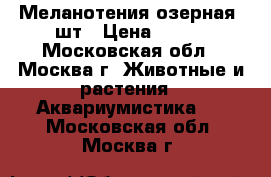 Меланотения озерная 4шт › Цена ­ 800 - Московская обл., Москва г. Животные и растения » Аквариумистика   . Московская обл.,Москва г.